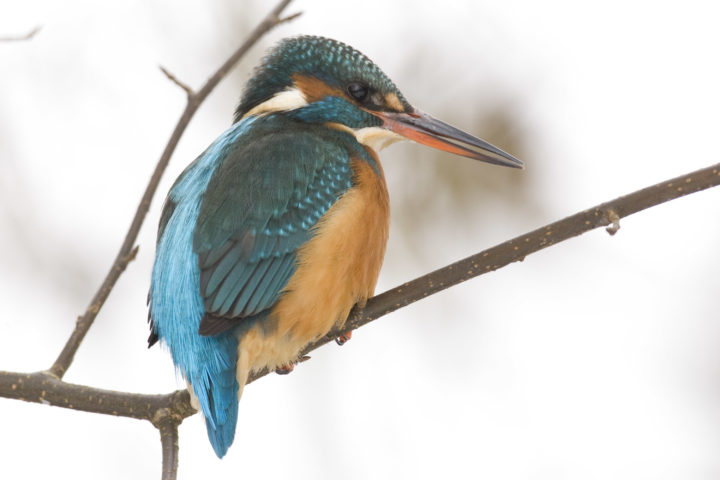 Kingfisher