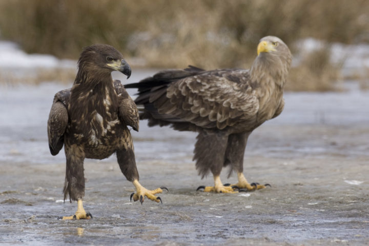 Bald eagles