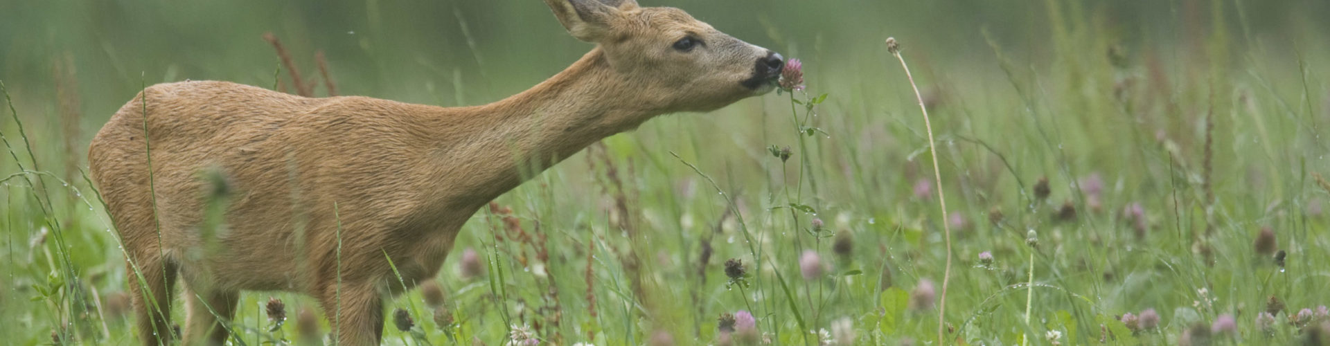 Ree (Capreolus capreolus)