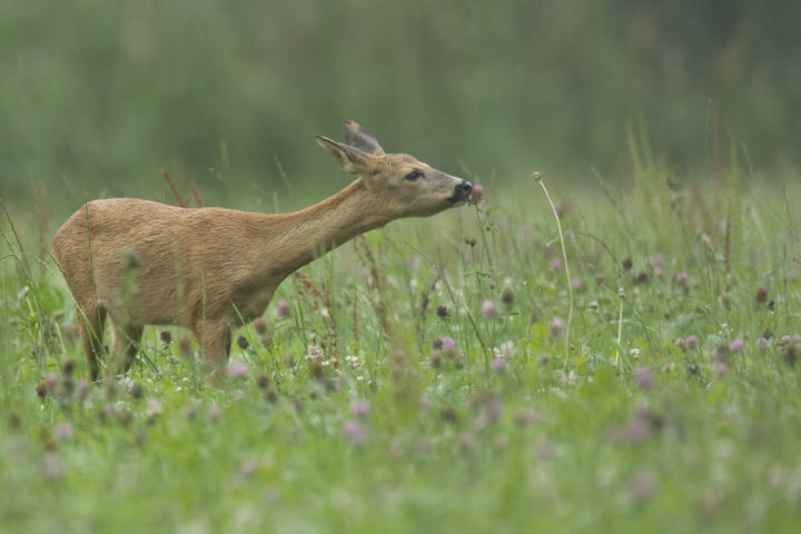 Female roe deer