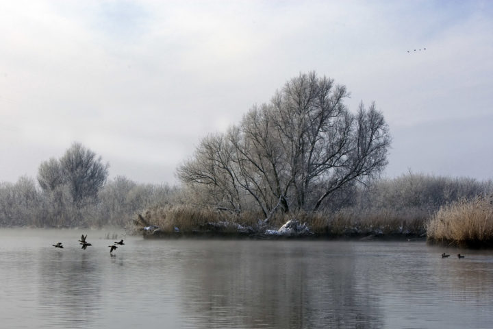 Winterlandschap Biesbosch