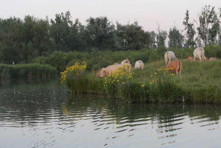 Graslandschap