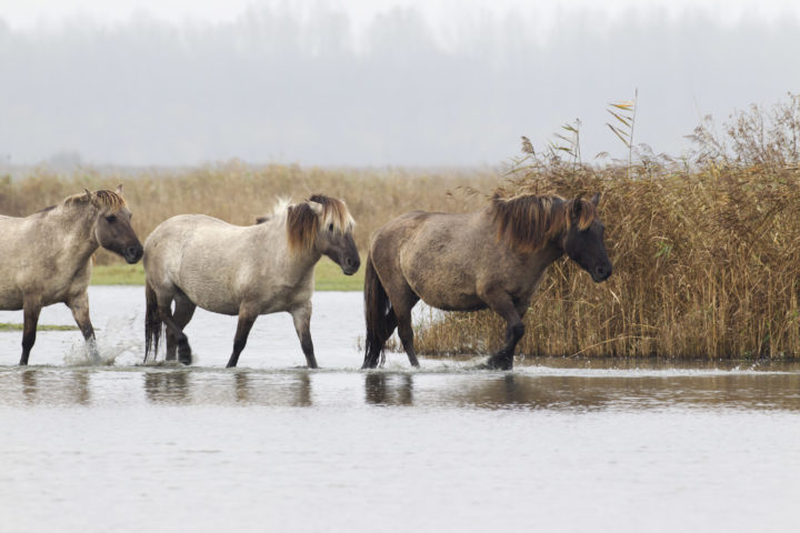 Konikpaarden