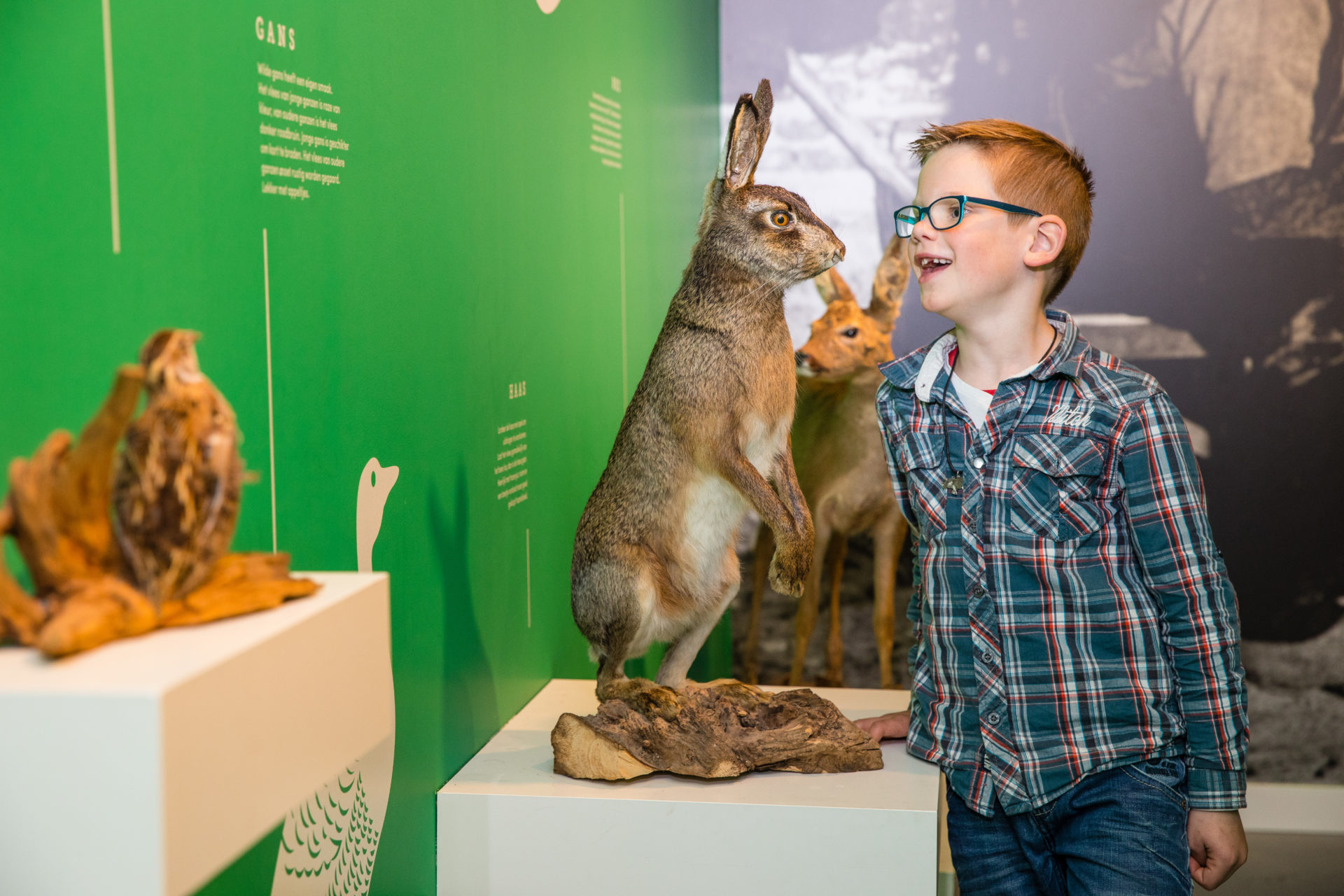 Little boy admires hare